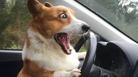 Funny ANIMALS videos 😂 Funniest CATS😺 and DOGS🐶