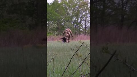 Turkey Kill - Benelli Supernova #turkeyhunting