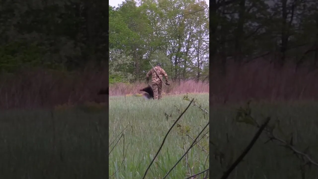 Turkey Kill - Benelli Supernova #turkeyhunting