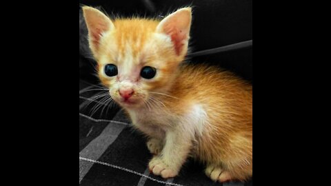 Baby cat playing with my finger