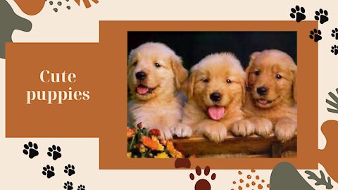 Small, fluffy puppy dogs