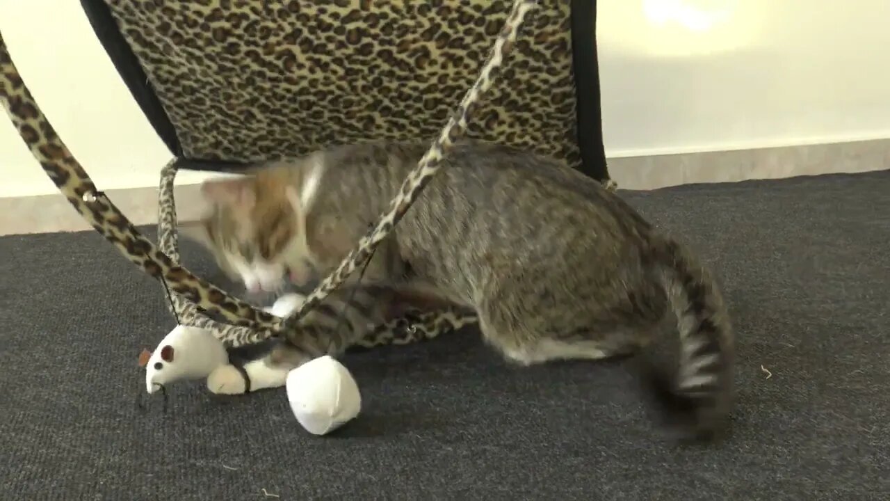 Cat Turned the Toy Mat Upside Down