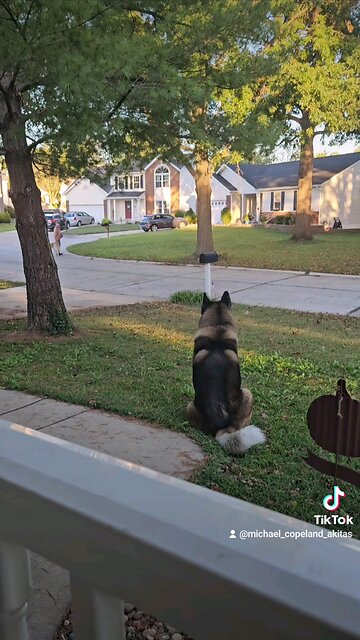 Great Pyrenees vs Akita ● Pyrenees calmly walks passed a calm Akita