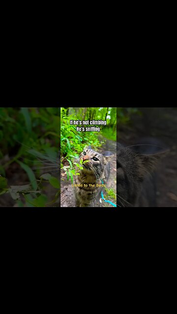 Beautiful Cat VS Plant 🌱! | Amazing Wonderful Bird Sounds #shorts#cats#bestcats#entertaiment