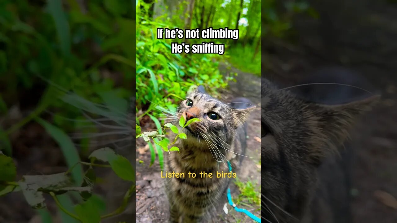 Beautiful Cat VS Plant 🌱! | Amazing Wonderful Bird Sounds #shorts#cats#bestcats#entertaiment