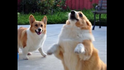 Corgi are the best