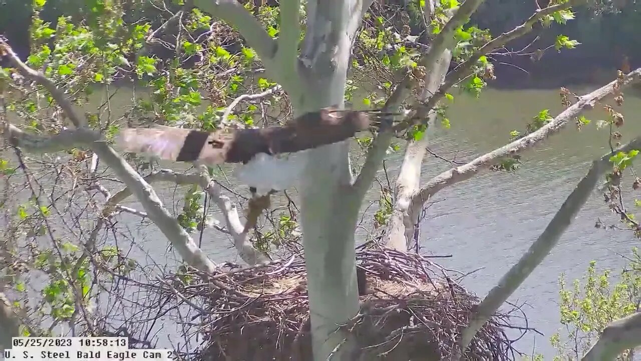 USS Bald Eagle Cam 2 5-25-23 @ 10:58:11 Great fly in by Irvin with fish. Claire right behind