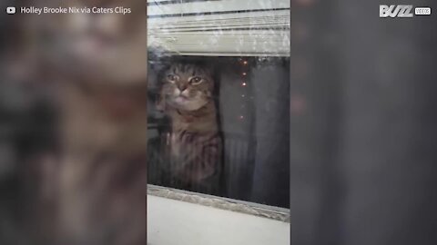 Gato já não aguenta mais estar em quarentena!