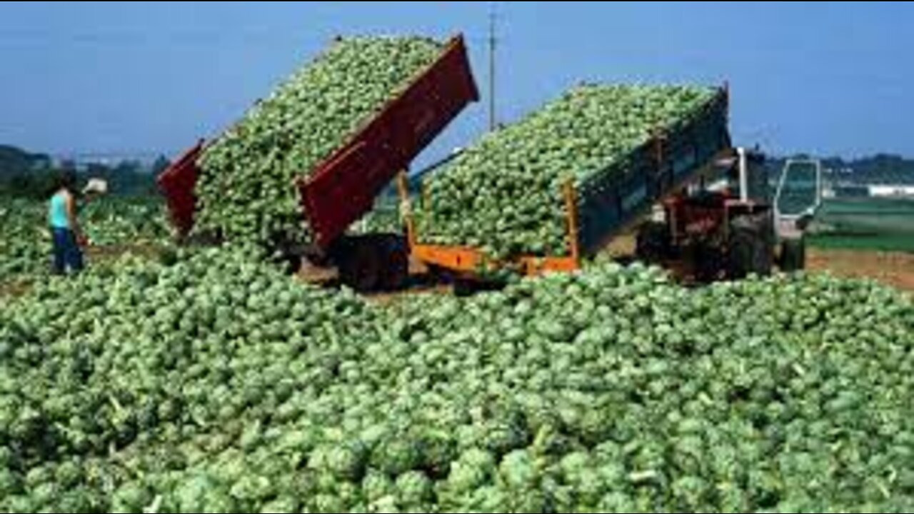 Amazing Agriculture Technology - Artichoke Cultivation - Artichokes Harvest & Processing in Factory