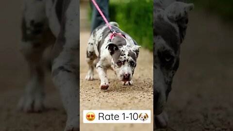 Rate this pocket bully! 🐶😍 #shorts #bullysfromuk #puppy #pocketbully #dogs #dog #fyp #viral #pets