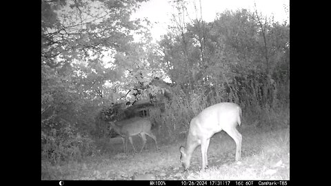 Deer 10-26-2024