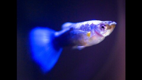 Guppy fish eating mosquito larvae