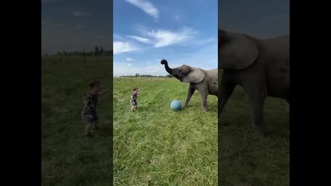Elefante Chuta a Bola no Anão #shorts