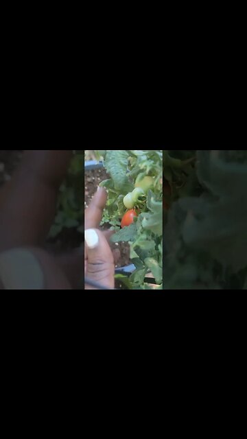 Tomatoes Popping 🍅 #beginner #gardener #abouttime