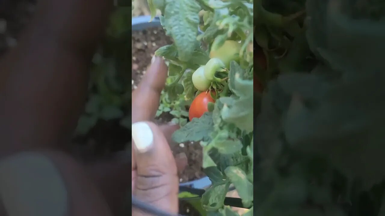 Tomatoes Popping 🍅 #beginner #gardener #abouttime