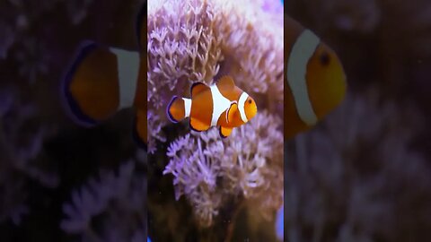 Underwater Ocean