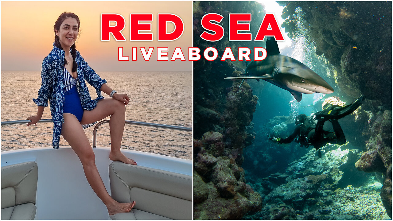 Diving with Sharks in the Red Sea | Our First Liveaboard in Egypt (Part 1)