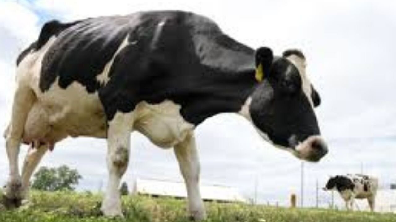 102324 Seg 2 BIrdflu Cattle Narrative How To Access The Lies In This Story
