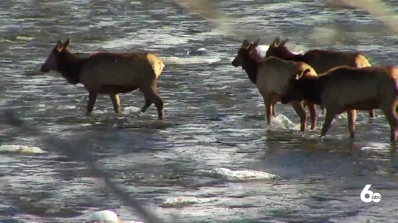 IDGF Tracking Deer and Elk Herds With GPS Collars