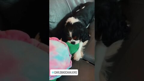 Every Day Bear Falls Asleep with a Toy in his Mouth❤️🐶