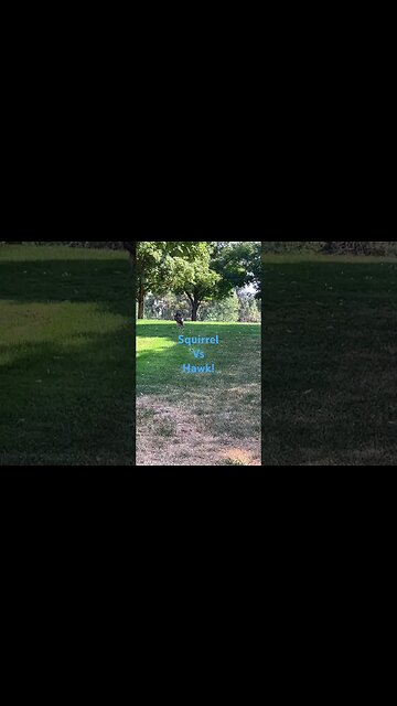 Squirrel vs Hawk! What an amazing thing to see!