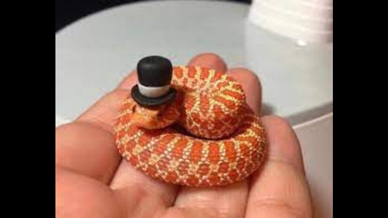 Snakes Can Be Cute Too