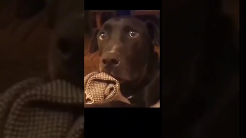 Watch This Dog's Hilarious Reaction!😂 #shorts #funny #dog