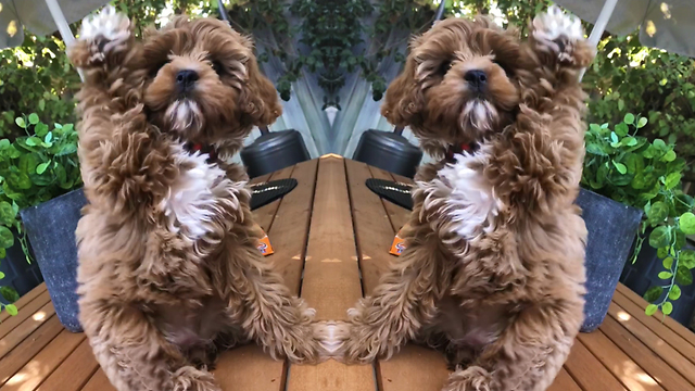 Obedient Puppy Already Knows How To Wave Back At Owner