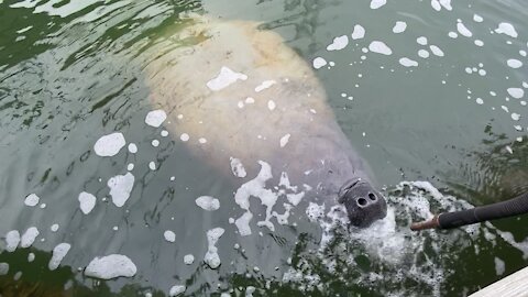 Florida Manatee