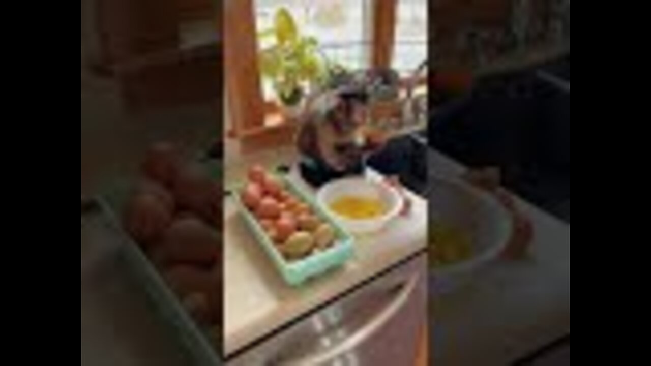 Sunday!! Happy Sunday! helping make eggs for the dogs this morning