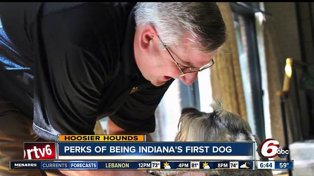 Indiana's First Dog, Henry, stops by RTV6 studios