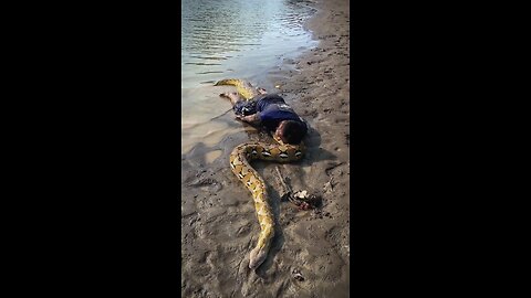 A man was saved by a giant python