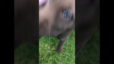 Neighbour got a puppy