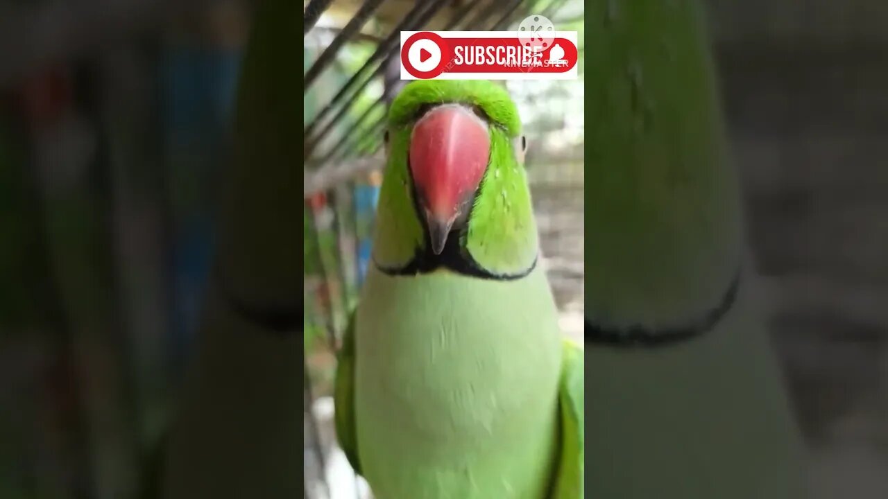 Mithu #mithu #greenparrot #talkingparrot