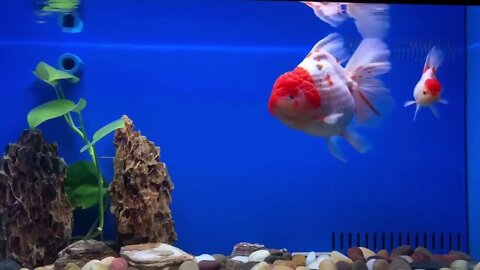 Goldfish kingdom Beautiful oranda54 2