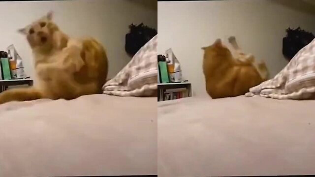 Cat never lets go of his itch even if it means rolling out of the bed