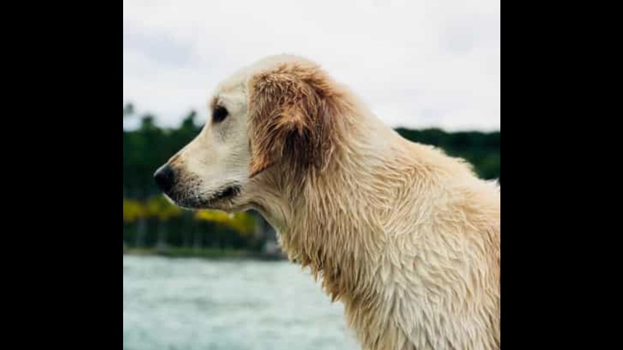 Un golden retriever féru de sports aquatiques