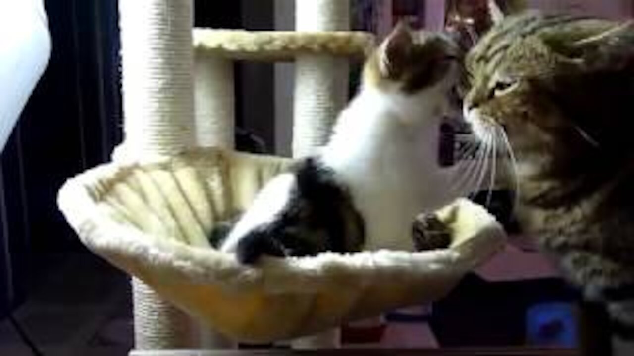 Awesome Funniest Cats and Dogs Funny Pet Videos