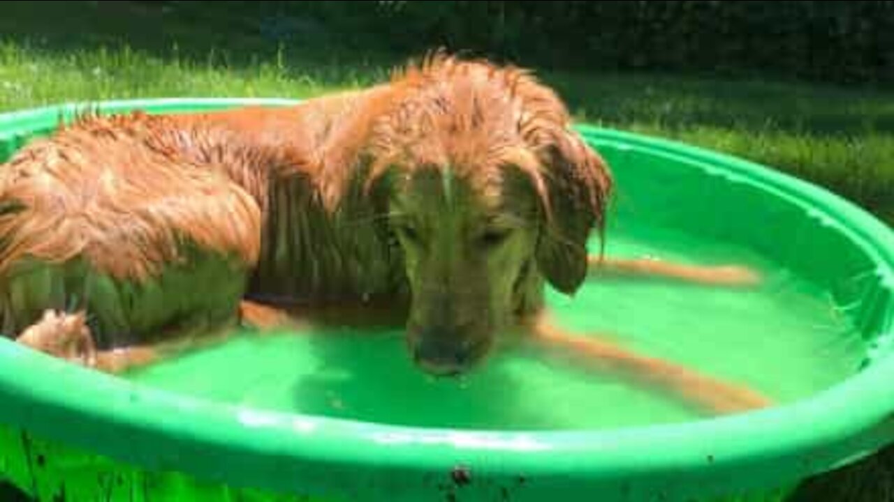 Cão fica super feliz por utilizar a piscina