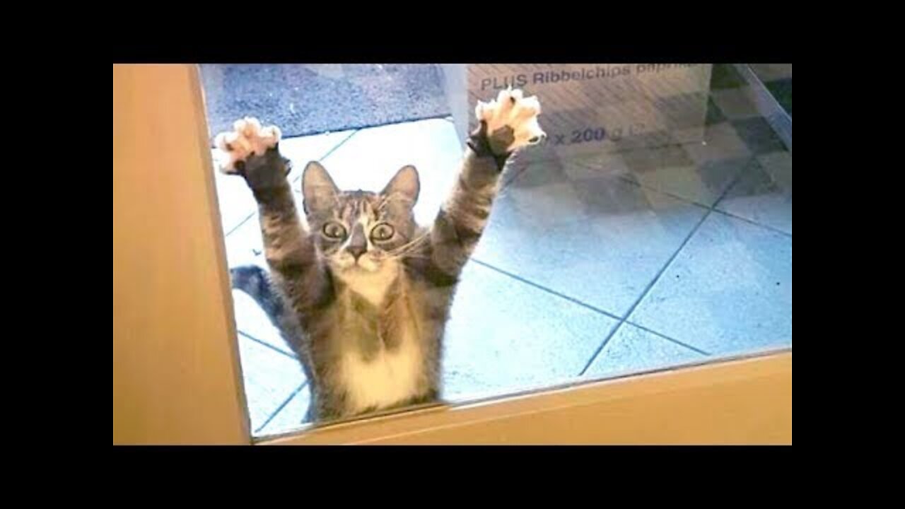 Funniest Animals Video - Best Cats😹 and Dogs🐶 Videos of the Week 2022!