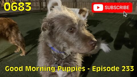 [0683] GOOD MORNING PUPPIES - EPISODE 233 [#dogs #doggos #doggies #puppies #dogdaycare]