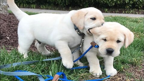 Baby Labrador Playing And Enjoying | Cutipayee Dogs #dog #puppy