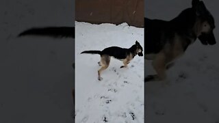 Run #shorts #shepsky #run #snow #cute #doggo #huskymix