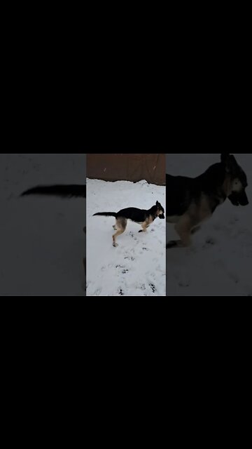 Run #shorts #shepsky #run #snow #cute #doggo #huskymix