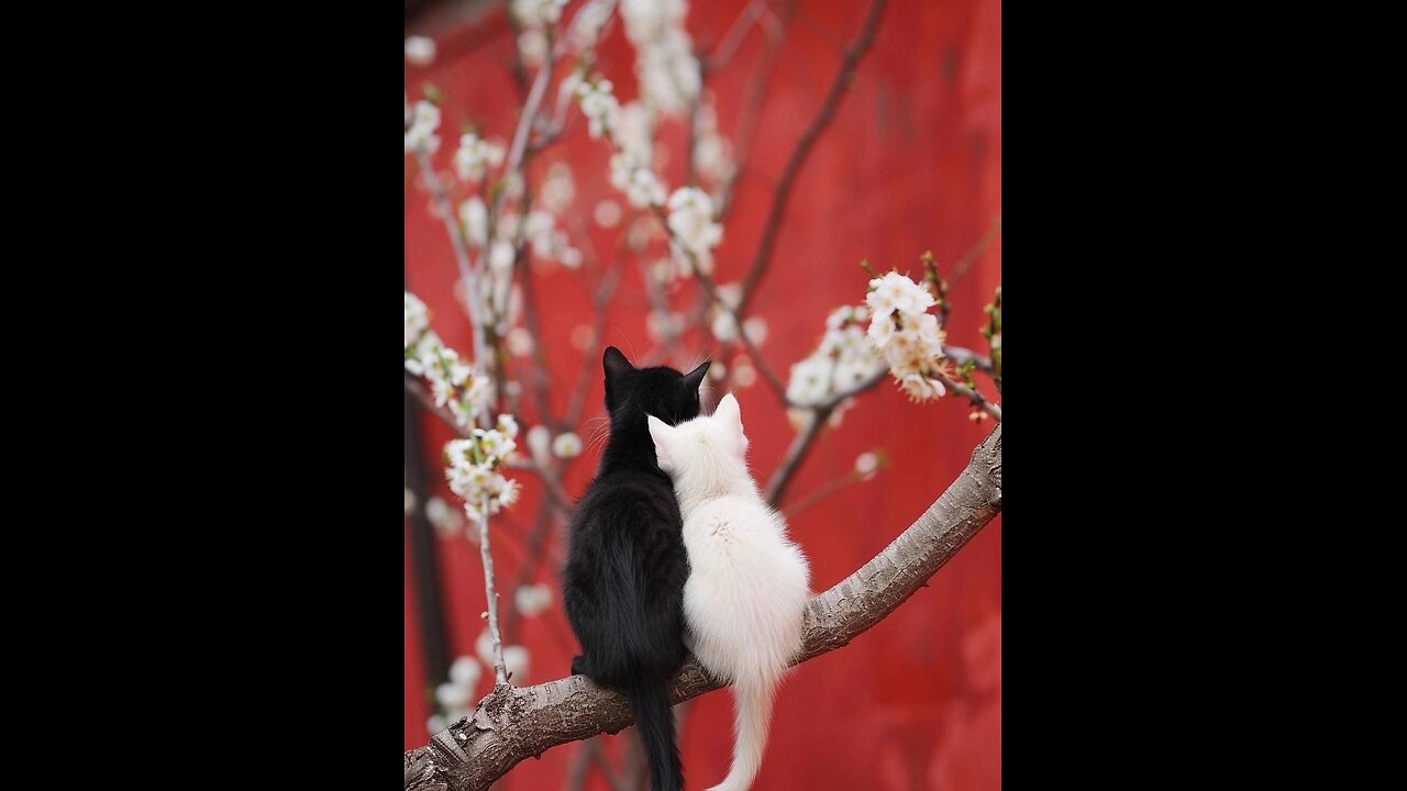 😘 🐈 #Gatito 🐇 #Blanco & 🐈‍⬛ ️#Gatita 🦨 #Calica en ☝️la 🪟 #Ventana.👍