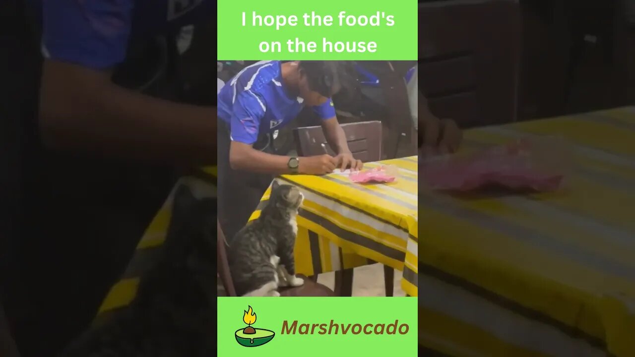 What do you think he is ordering? #shorts #marshvocado #funny #catsoftiktok #fyp #petsoftiktok #cute