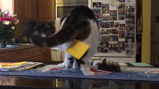 "A Kitten Cat Has A Post It Note Stuck on Her Behind"