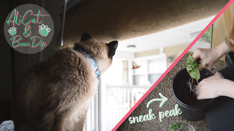 Bird watching with Bean Dip the cat + Garden update