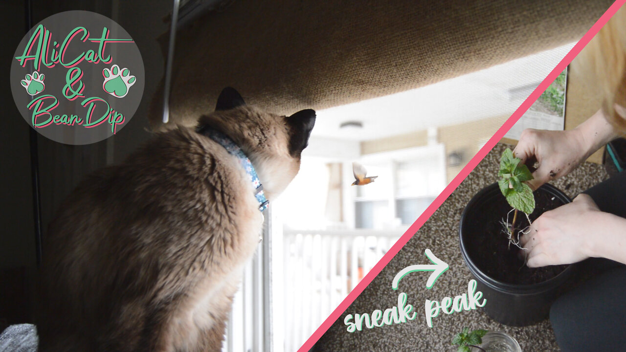 Bird watching with Bean Dip the cat + Garden update