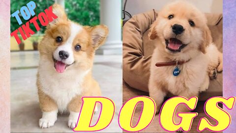 Top TikTok Dogs and Puppies ► #1